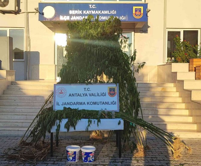 Antalya’da 80 Kök Kenevir Ele Geçirildi