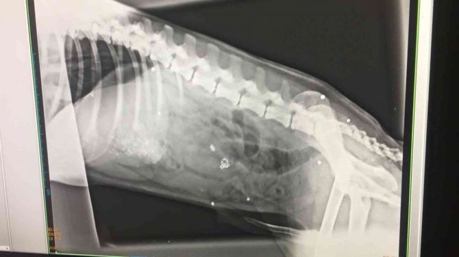 Bandırma Yenisığırcı Mahallesi’nde Hayvan Katliamı