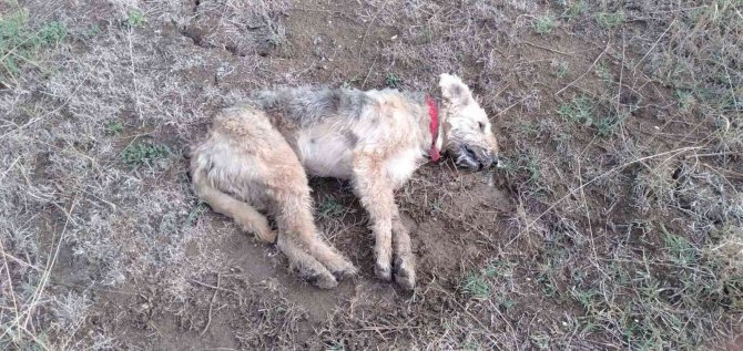 Bandırma Yenisığırcı Mahallesi’nde Hayvan Katliamı