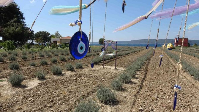 Çanakkale’de Çöplük Alan Lavanta Bahçesine Dönüştü
