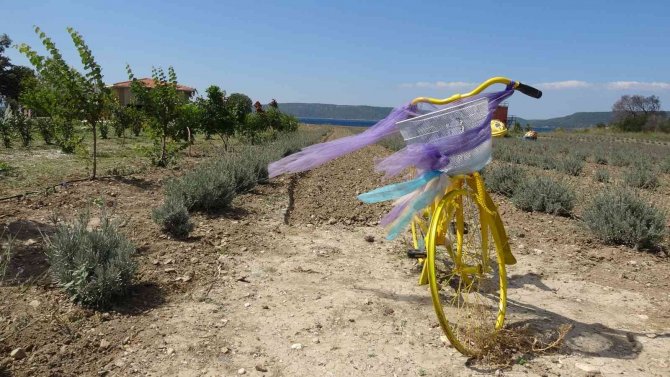 Çanakkale’de Çöplük Alan Lavanta Bahçesine Dönüştü