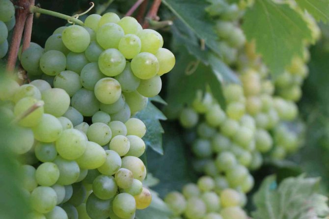 Coğrafi İşaretle Tescillenmesi Beklenen Çavuş Üzümünün Hasadı Başladı