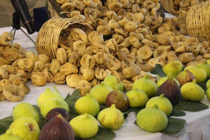 Günlerdir Poyraz Beklenen Aydın’da İnciri Deniz Yeli Vurdu