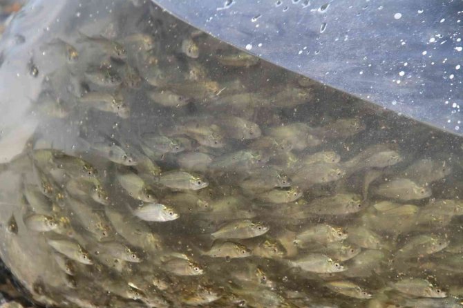 19 İlde 19 Milyon Yavru Sazan Sulara Bırakıldı