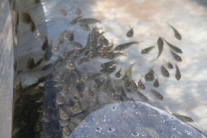 19 İlde 19 Milyon Yavru Sazan Sulara Bırakıldı