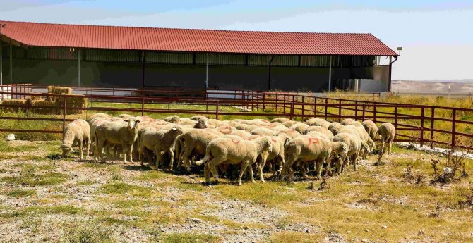 Yüzde 50 Hibeli Damızlık 44 Koç Çekilişle Sahiplerini Buldu