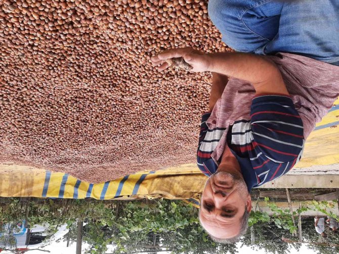 Tekkeköy’de Fındık Patozda