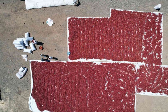 Tescilli Maraş Biberinde Hasat Zamanı