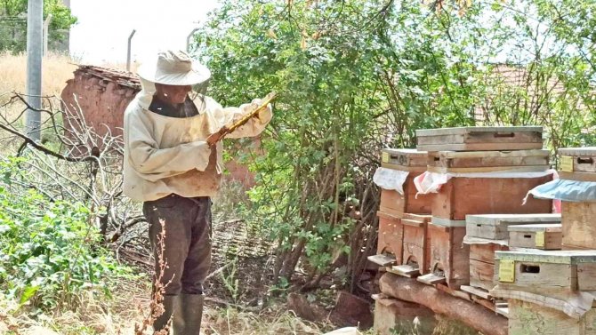 ’Toprak Dede’ Sungurlu’da Kapari Balı Üretiyor