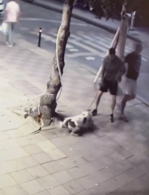Zeytinburnu’nda Pitbull Dehşeti Kamerada
