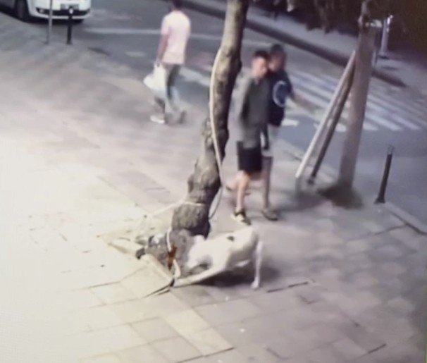 Zeytinburnu’nda Pitbull Dehşeti Kamerada