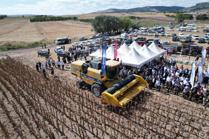 Kahramankazan Ovası’nı Sarıya Boyayan Ayçiçeğinde Hasat Başladı
