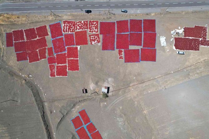 Tescilli Maraş Biberinde Hasat Zamanı