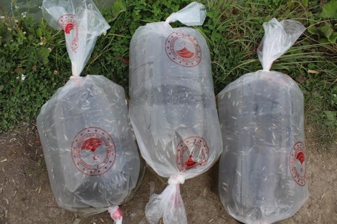 Karabük’te 20 Bin Yavru Sazan Balık Gölle Buluştu