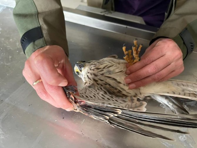 Yaralı Kerkenez Kars’ta Tedavi Altına Alındı