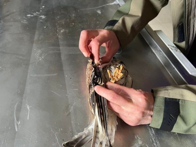 Yaralı Kerkenez Kars’ta Tedavi Altına Alındı