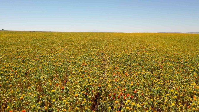 Büyükşehir’den Buğday Ve Nohutun Ardından Aspir Hasadı