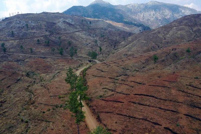 Köyceğiz’de Yanan Ormanlarda Yaralar Sarılıyor