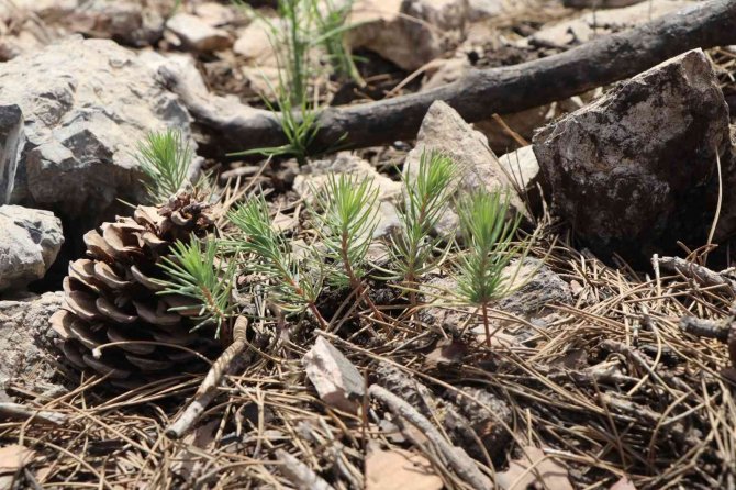 Köyceğiz’de Yanan Ormanlarda Yaralar Sarılıyor
