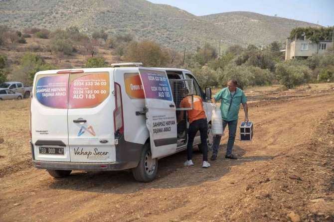 Yangın Bölgesindeki Hayvanlar İçin Mama Ve Su Bırakıldı