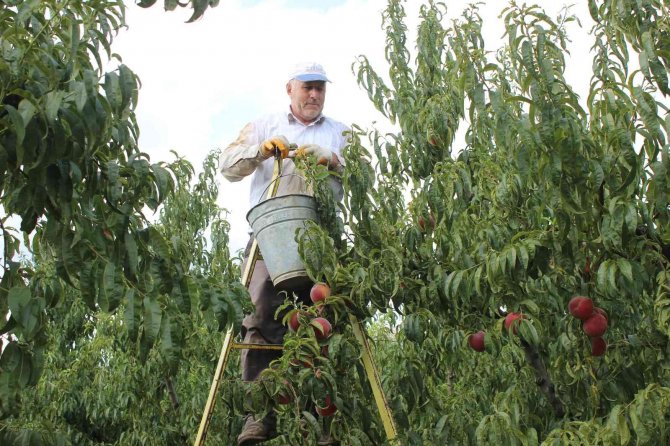 Bilecik Bu Yıl 36 Bin Ton Şeftali İhraç Etti