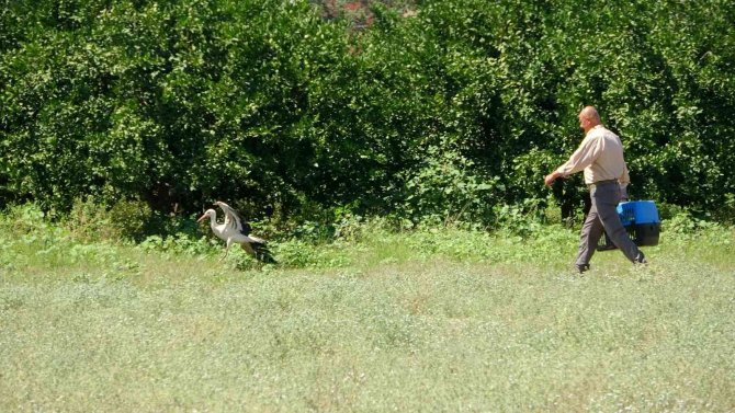 Kanadı Kırılan Leylek Hayatını Hayvanat Bahçesinde Sürdürecek