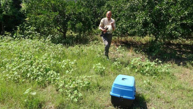 Kanadı Kırılan Leylek Hayatını Hayvanat Bahçesinde Sürdürecek