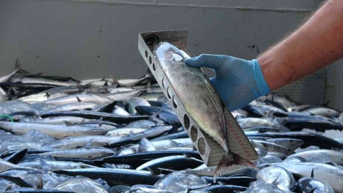 Sezon Açıldı, Balıkçılara Yönelik Denetimler Sıkılaştı