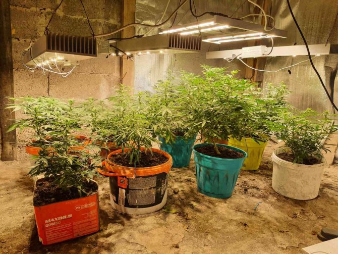 Samsun’da Uyuşturucu Operasyonu: Baba-oğul Tutuklandı