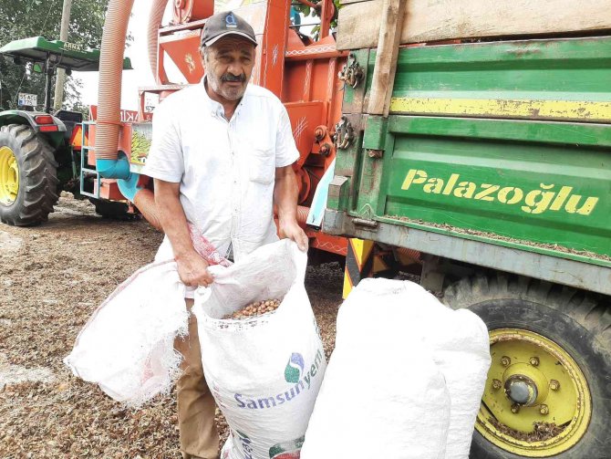 Tekkeköy’de Fındık Patozda