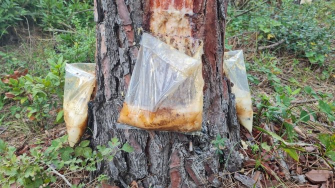 Düzce’nin Ekonomisine Ciddi Destek