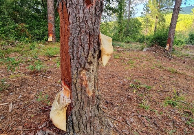 Düzce’nin Ekonomisine Ciddi Destek