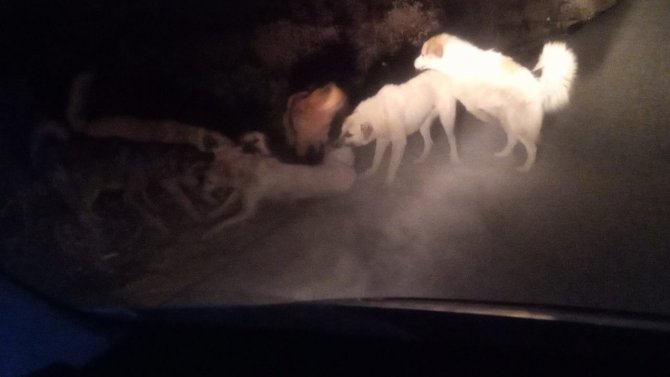 Van’da Sokak Köpeklerinin Korkutan Kavgası