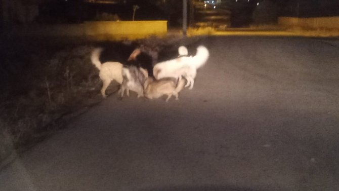 Van’da Sokak Köpeklerinin Korkutan Kavgası