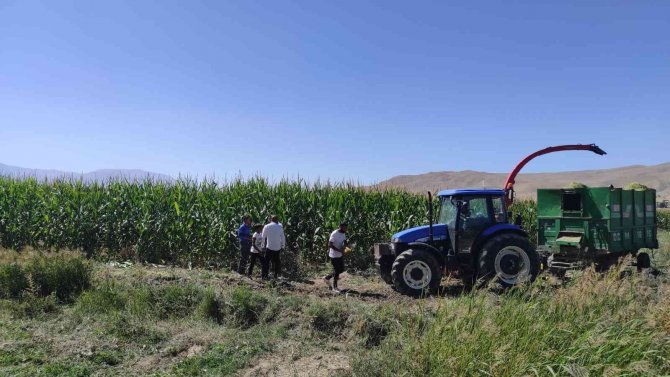 Gürpınar’da Silajlık Mısır Hasadı