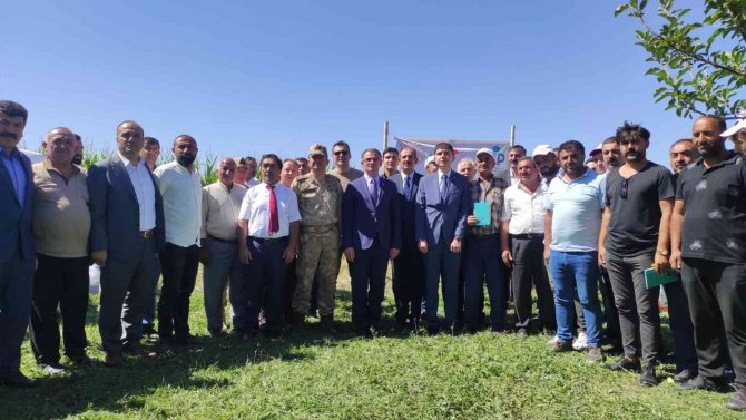 Gürpınar’da Silajlık Mısır Hasadı