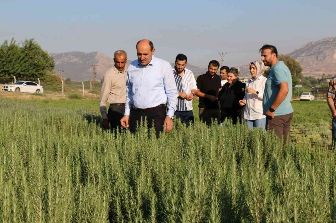 Tıbbi Bitki Üretimi Artıyor