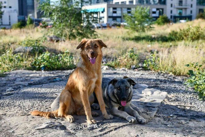 Ankara’da 4 Ayda 7 Bin 459 Sokak Hayvanı Kısırlaştırıldı