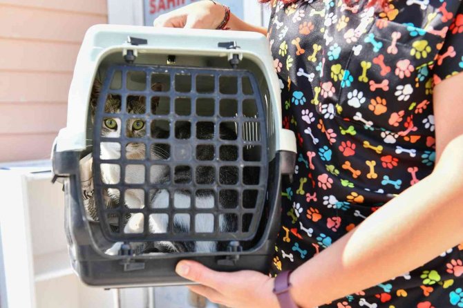 Ankara’da 4 Ayda 7 Bin 459 Sokak Hayvanı Kısırlaştırıldı