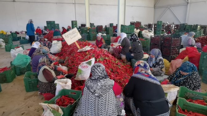 Savaş Salça İhracatını Artırdı