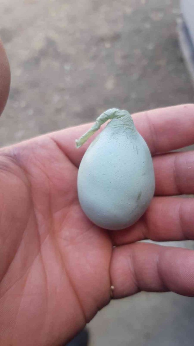 Armuda Benzeyen Mavi Yumurta Görenleri Şaşırttı