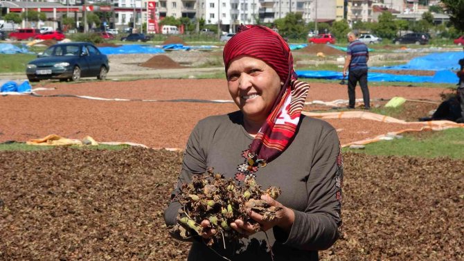 Ordu Fındık Harmanı Gibi