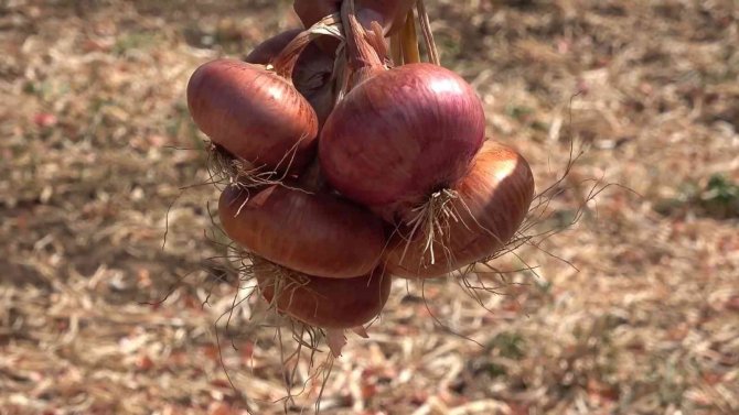 Bu Köyde Yaşayanların Yüzde 90’ının Gelir Kaynağı ’Soğan’