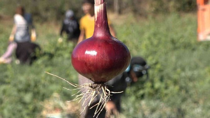 Bu Köyde Yaşayanların Yüzde 90’ının Gelir Kaynağı ’Soğan’
