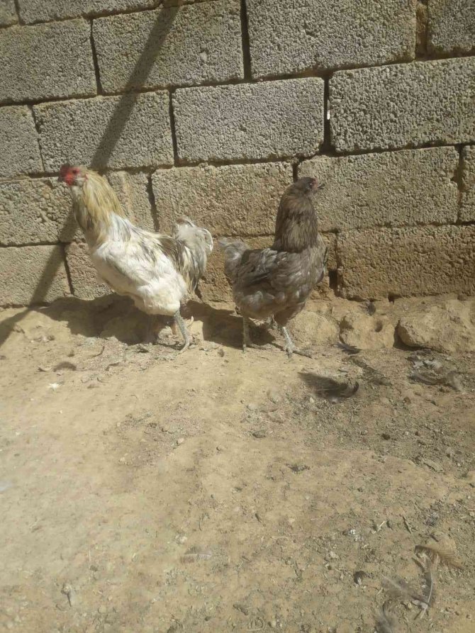 Armuda Benzeyen Mavi Yumurta Görenleri Şaşırttı