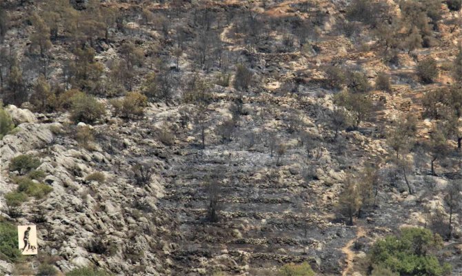 Mersin’deki Orman Yangını, Küle Dönen Bölge Havadan Görüntülendi
