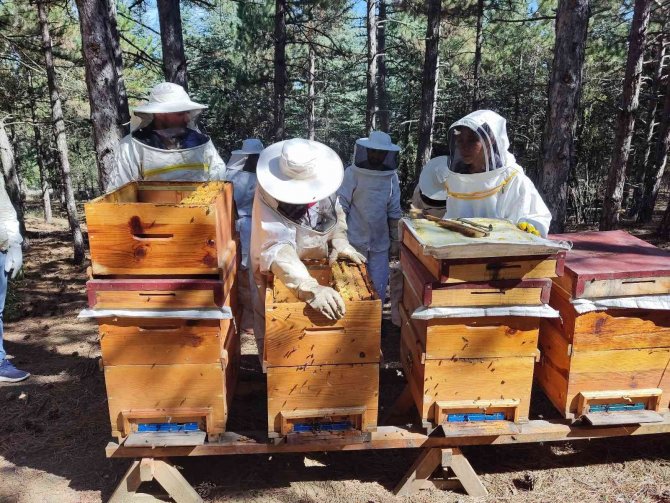 Ziraat Öğrencilerinin Uygulamalı Eğitim Aldığı Kovanlarda Verim Bu Yıl 300 Kiloyu Aşacak