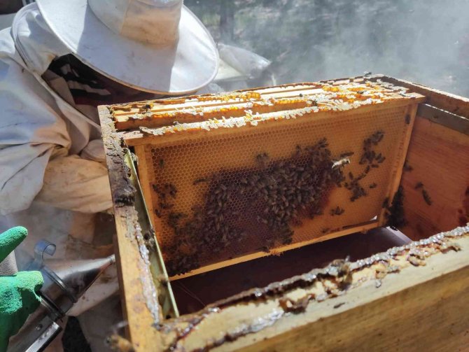 Ziraat Öğrencilerinin Uygulamalı Eğitim Aldığı Kovanlarda Verim Bu Yıl 300 Kiloyu Aşacak