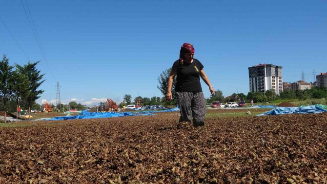 Ordu Fındık Harmanı Gibi