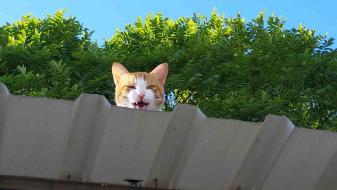 Hastane Bahçesindeki Çatıda Mahsur Kalan Kediyi Personel Kurtardı
